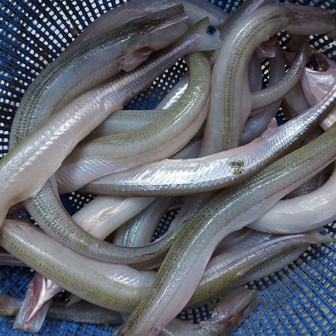 River Kaikka Regular | 500gm