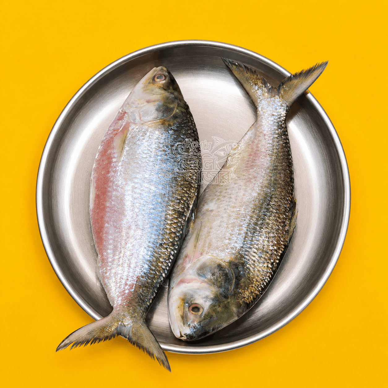 Poddar Hilsha 1kg+| Kg